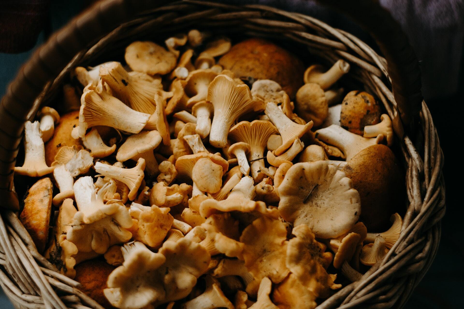 Mushrooms can protect against various types of cancer.