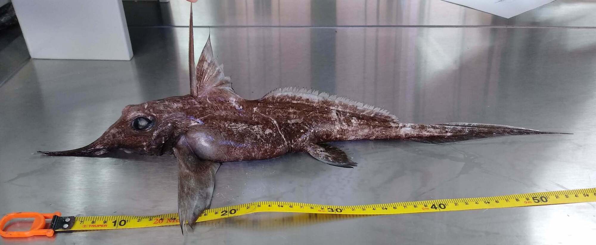 Scientists have discovered a new species of ''ghost shark''. Photo