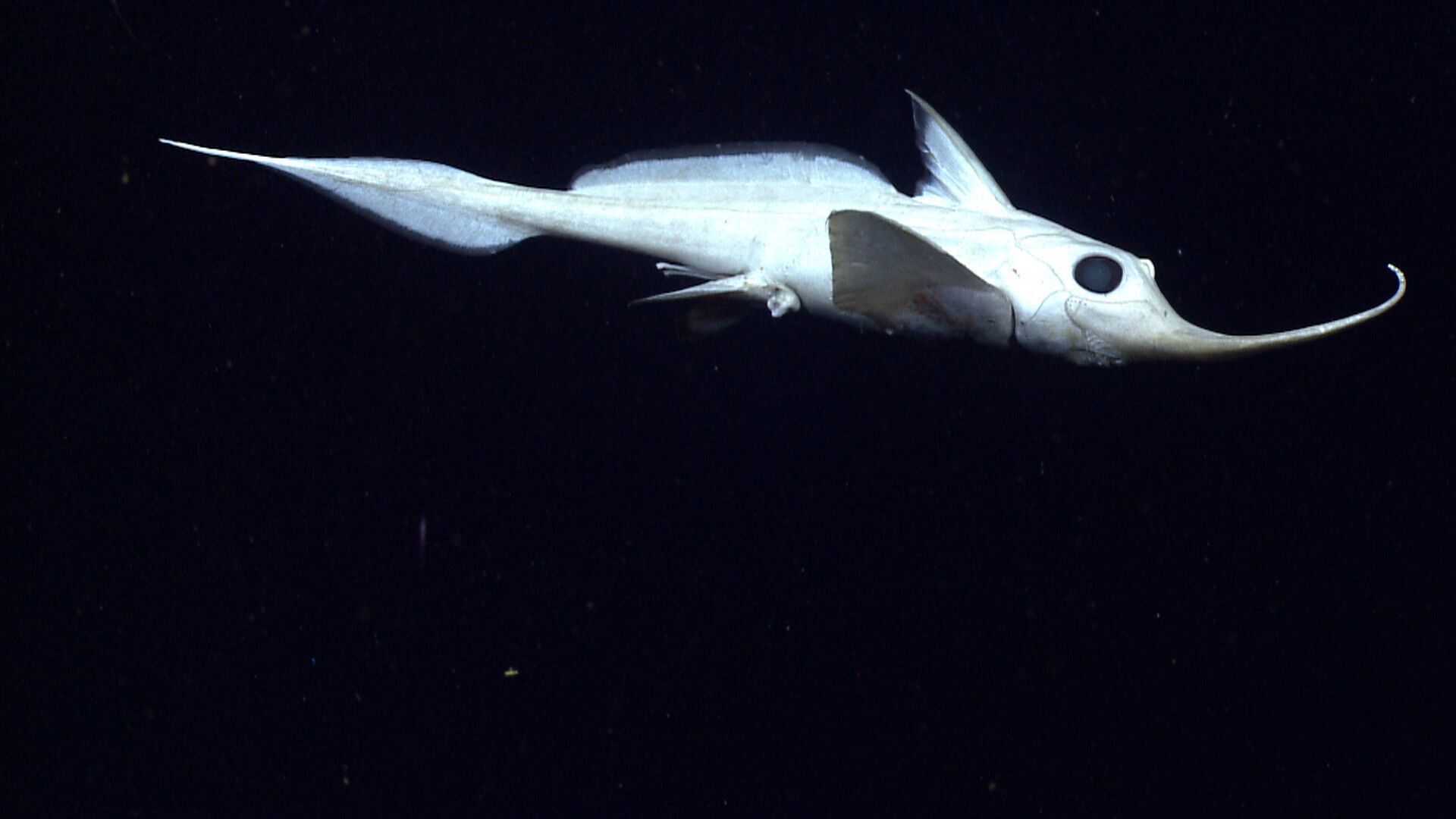 Scientists have discovered a new species of ''ghost shark''. Photo