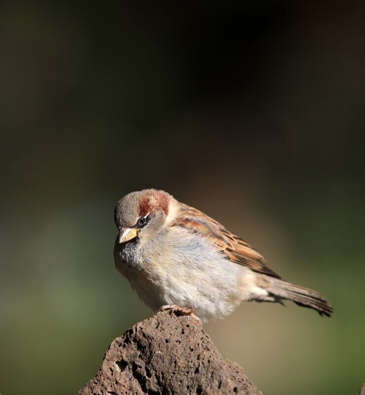 Sparrows have disappeared in many Ukrainian cities: why birdwatchers are sounding the alarm