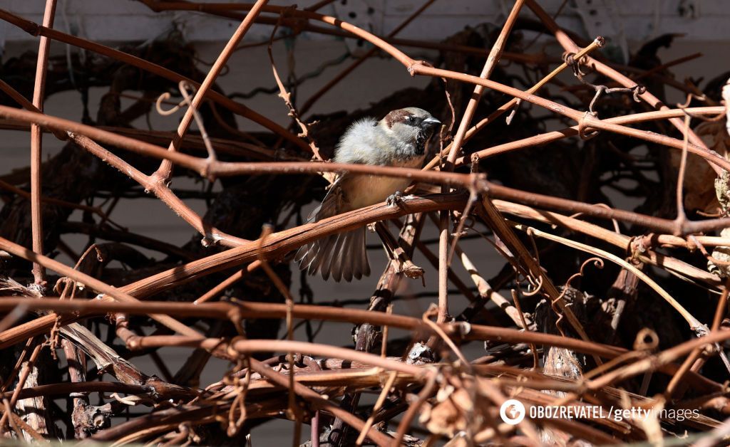 Sparrows have disappeared in many Ukrainian cities: why birdwatchers are sounding the alarm