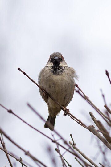 Sparrows have disappeared in many Ukrainian cities: why birdwatchers are sounding the alarm