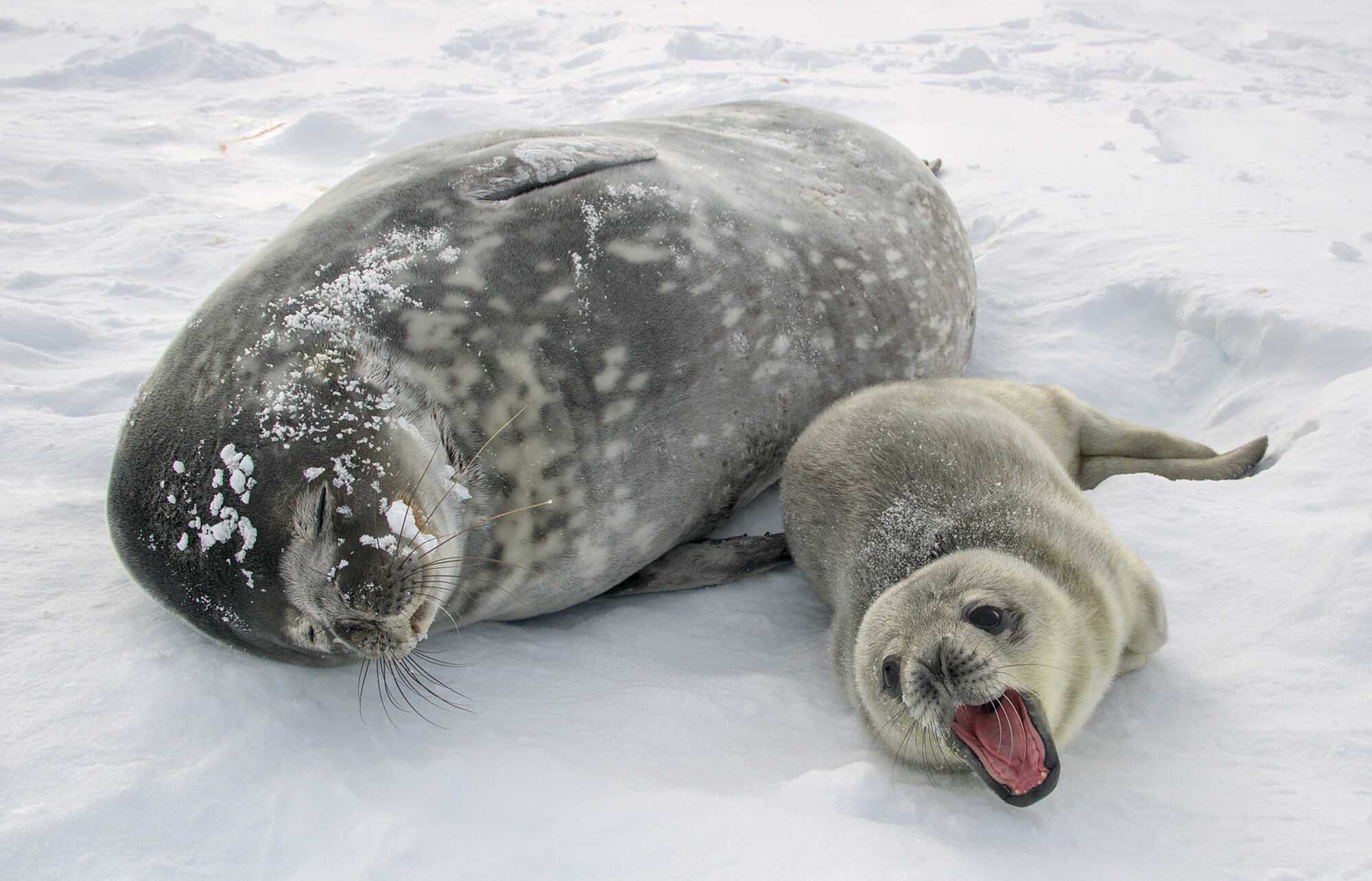 Heart-shaped nose: Vernadsky station polar explorers choose a name for this year's first seal