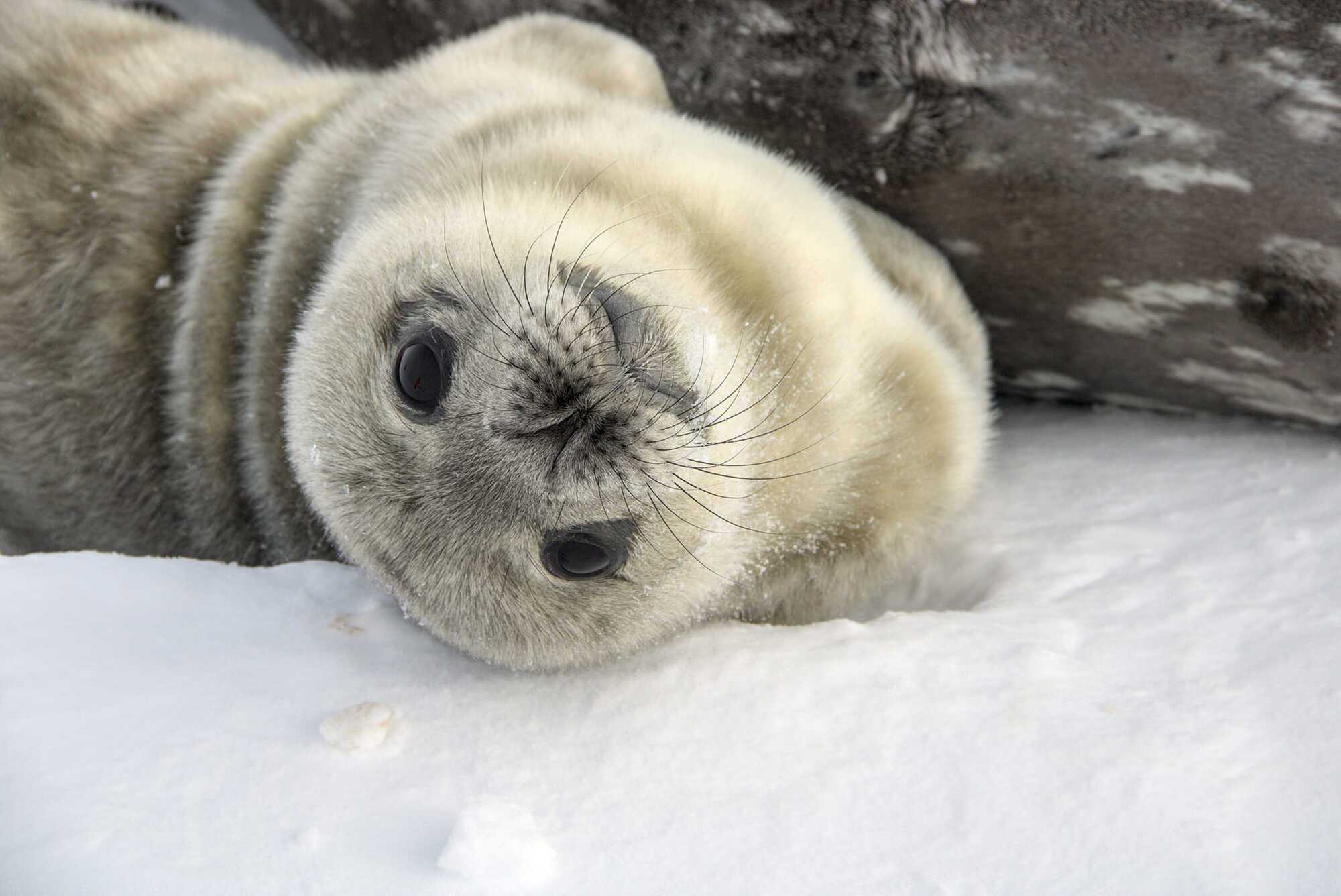 Heart-shaped nose: Vernadsky station polar explorers choose a name for this year's first seal