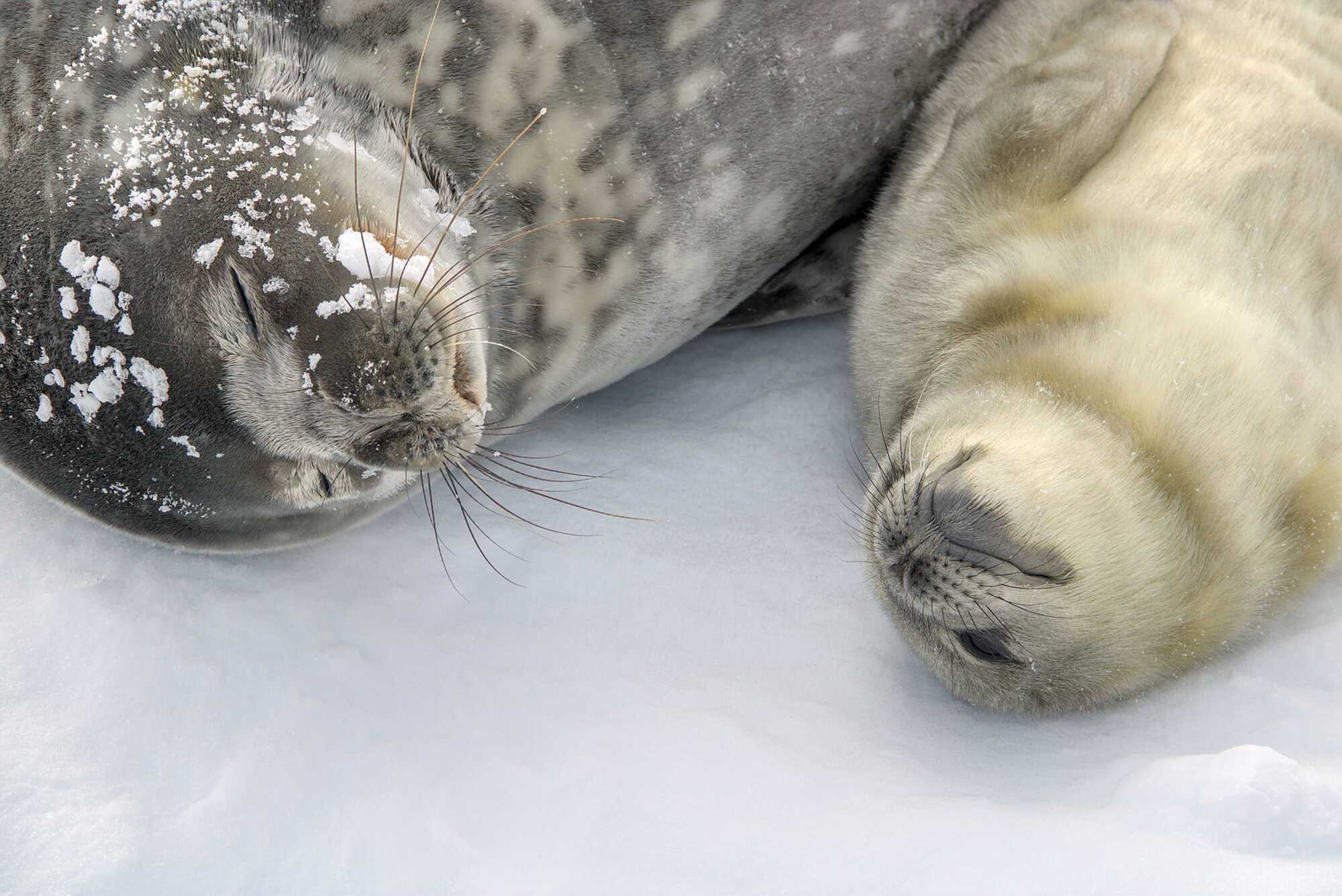 Heart-shaped nose: Vernadsky station polar explorers choose a name for this year's first seal