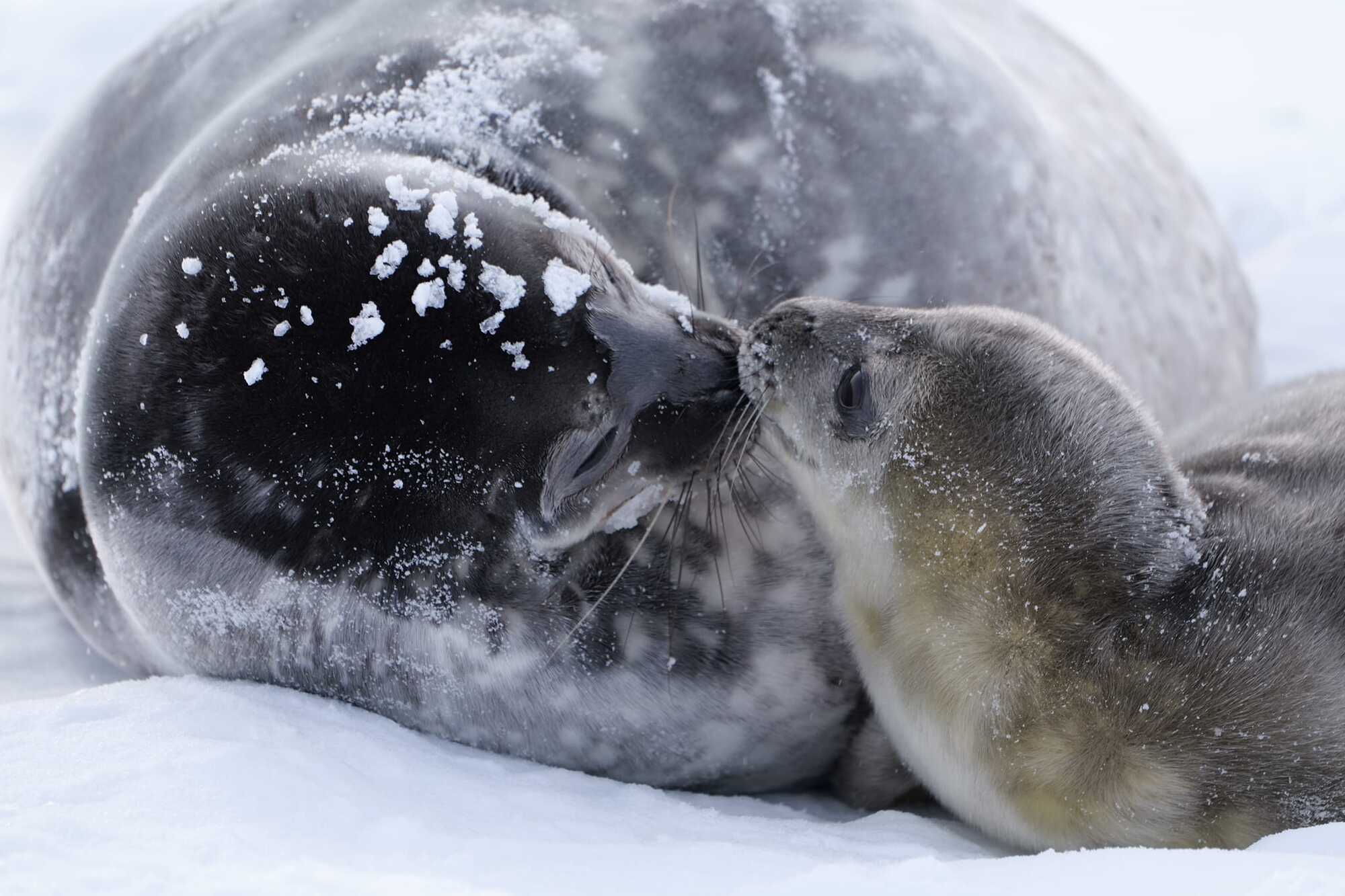 Heart-shaped nose: Vernadsky station polar explorers choose a name for this year's first seal