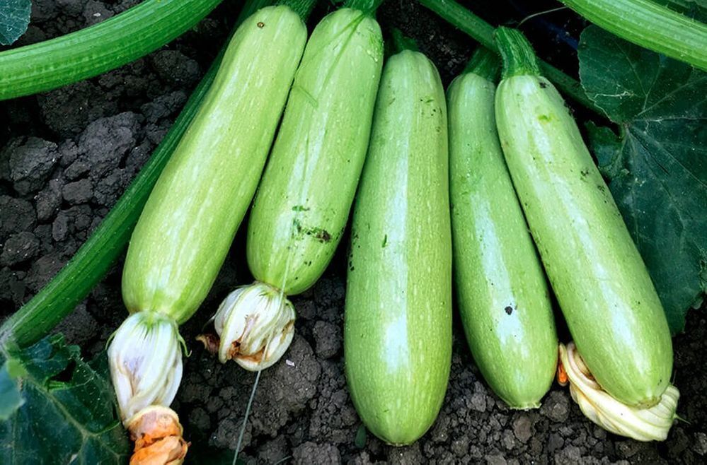 How to cook delicious zucchini caviar