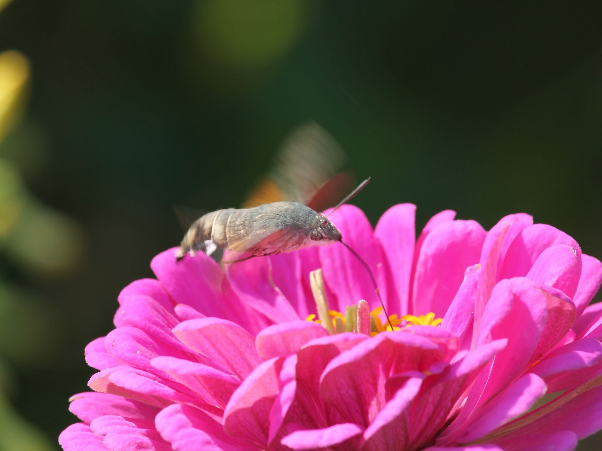 Mysterious insects with giant trunks that look like hummingbirds flood Ukraine. Photo