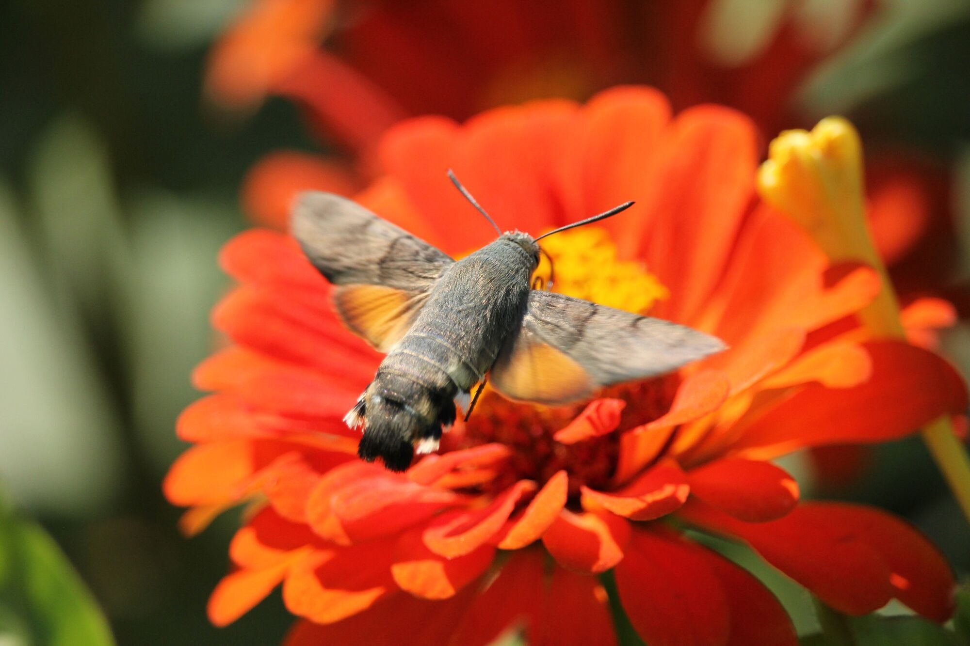 Mysterious insects with giant trunks that look like hummingbirds flood Ukraine. Photo