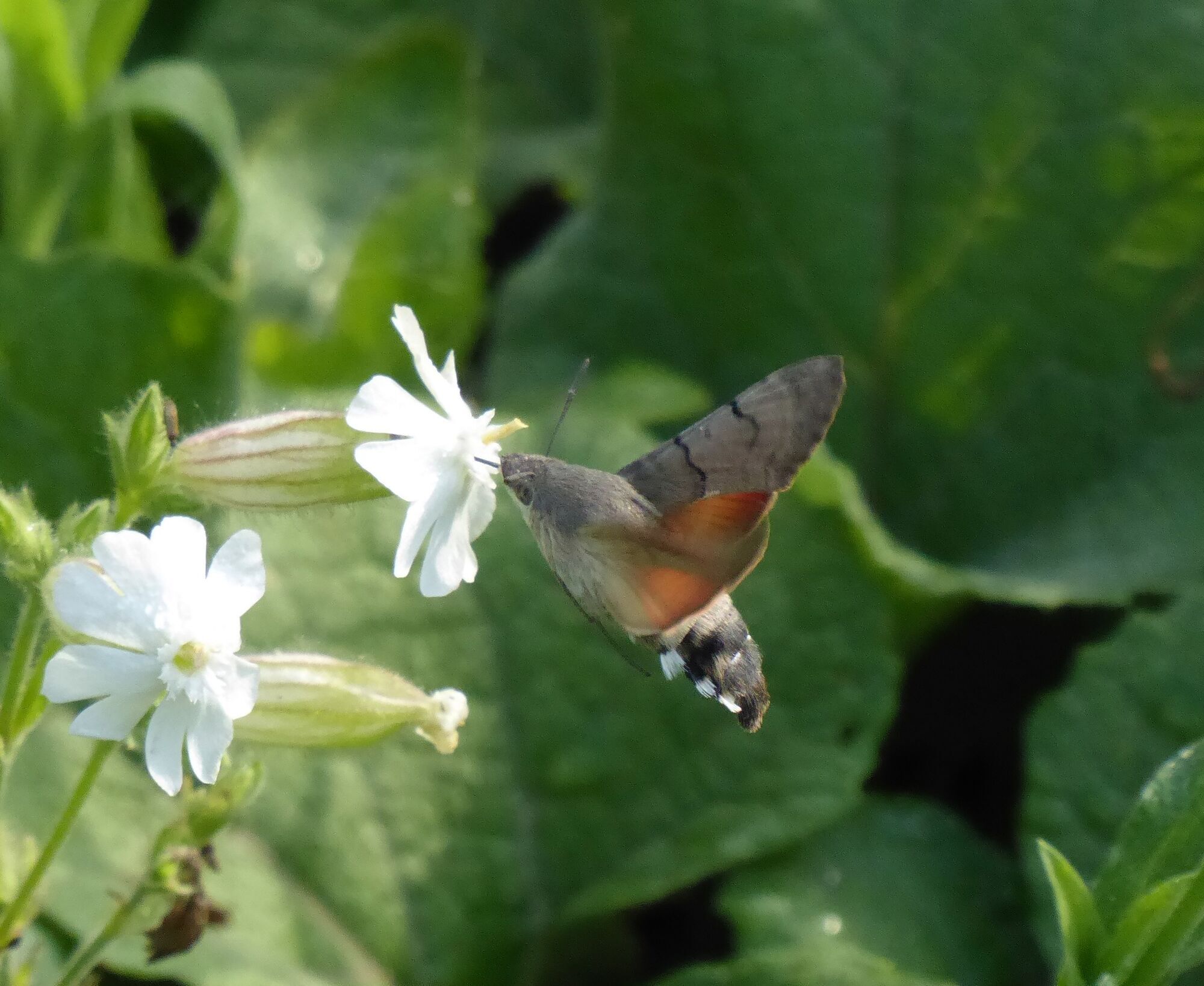 Mysterious insects with giant trunks that look like hummingbirds flood Ukraine. Photo