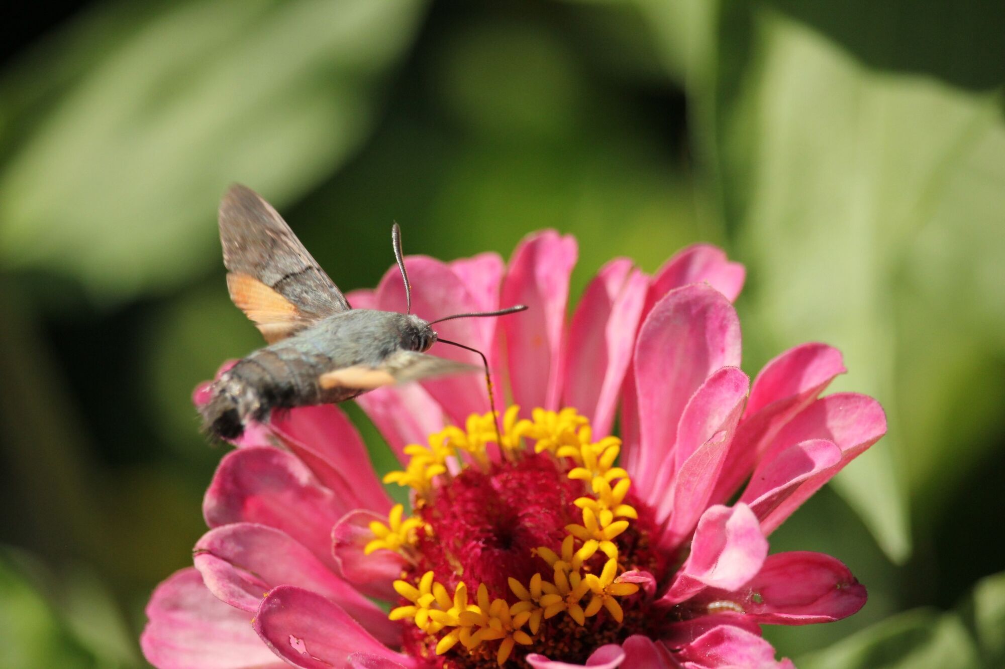 Mysterious insects with giant trunks that look like hummingbirds flood Ukraine. Photo