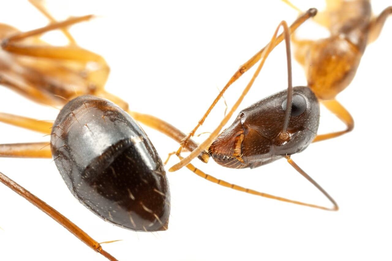 It looks like a scene from a Spielberg movie. Video of ants saving wounded relatives by ''amputation'' has appeared