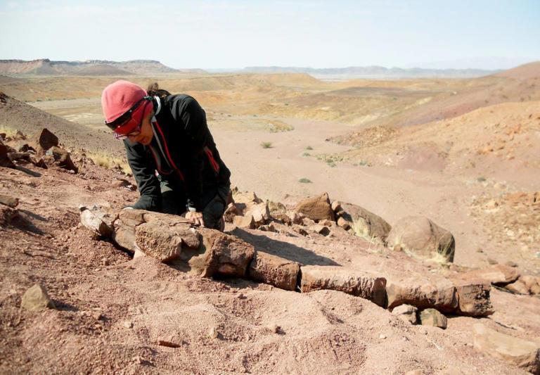 Giant teeth and a head resembling a toilet seat. The remains of a swamp monster have been found in Namibia