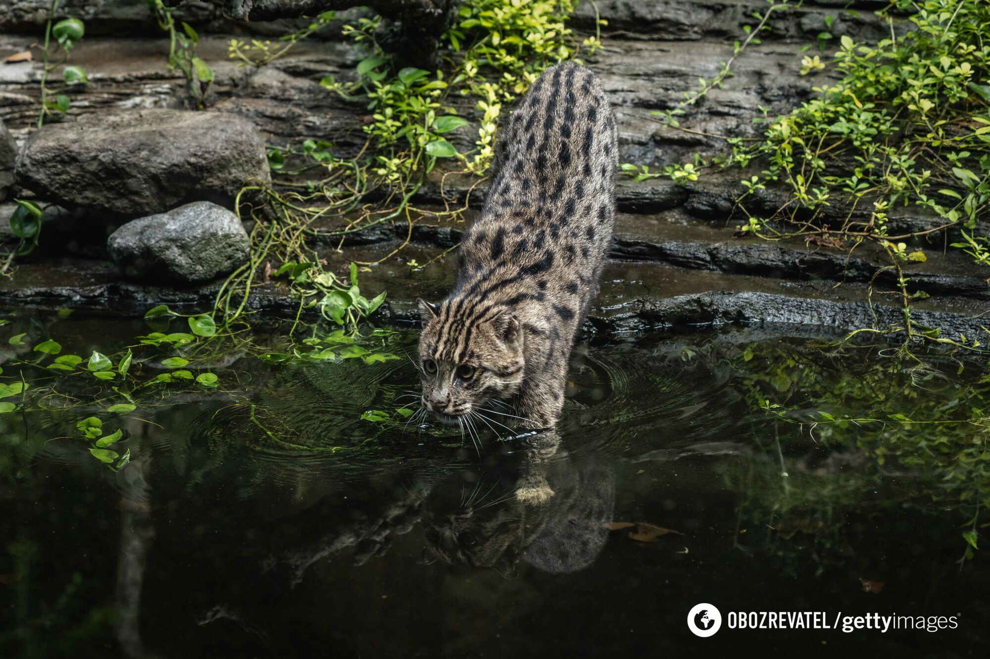 They quack like ducks and climb trees. Rare fishing cats caught on video in Bangladesh