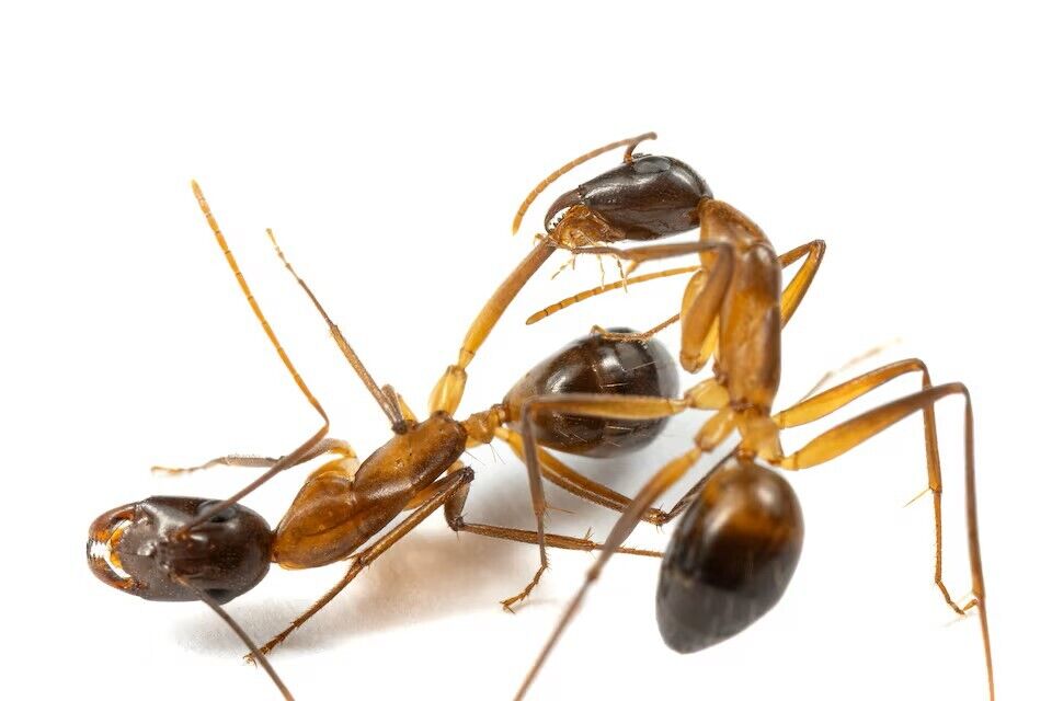 It looks like a scene from a Spielberg movie. Video of ants saving wounded relatives by ''amputation'' has appeared