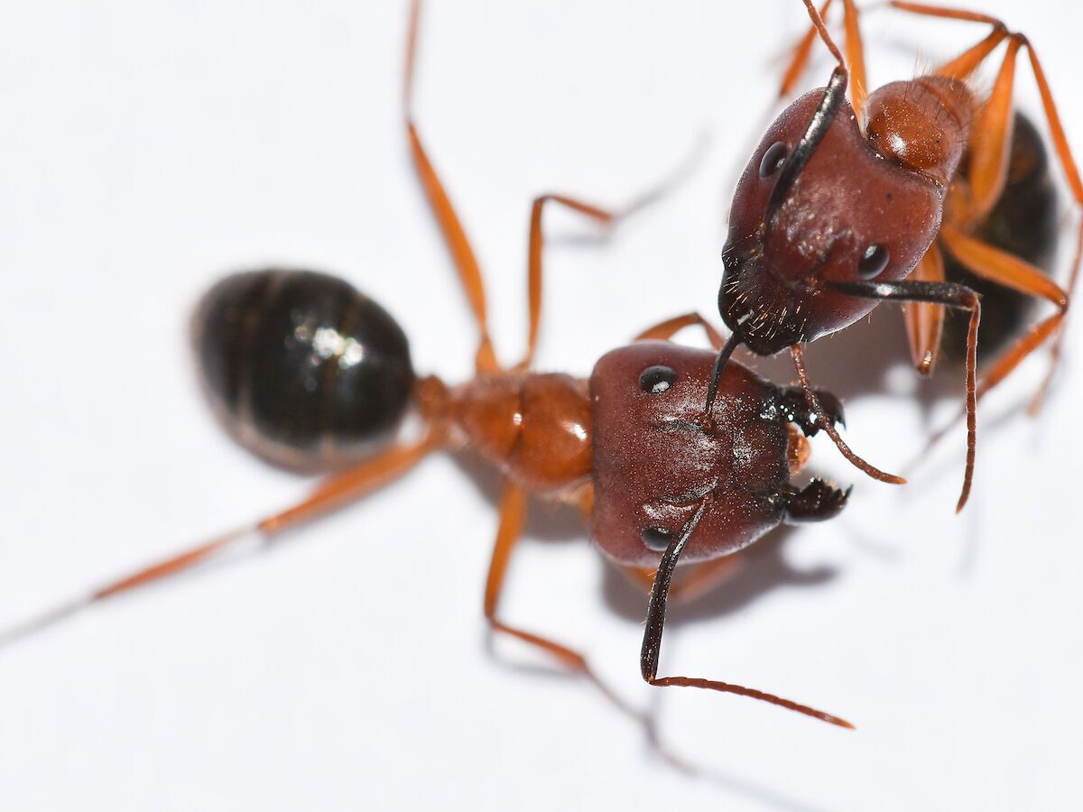 It looks like a scene from a Spielberg movie. Video of ants saving wounded relatives by ''amputation'' has appeared