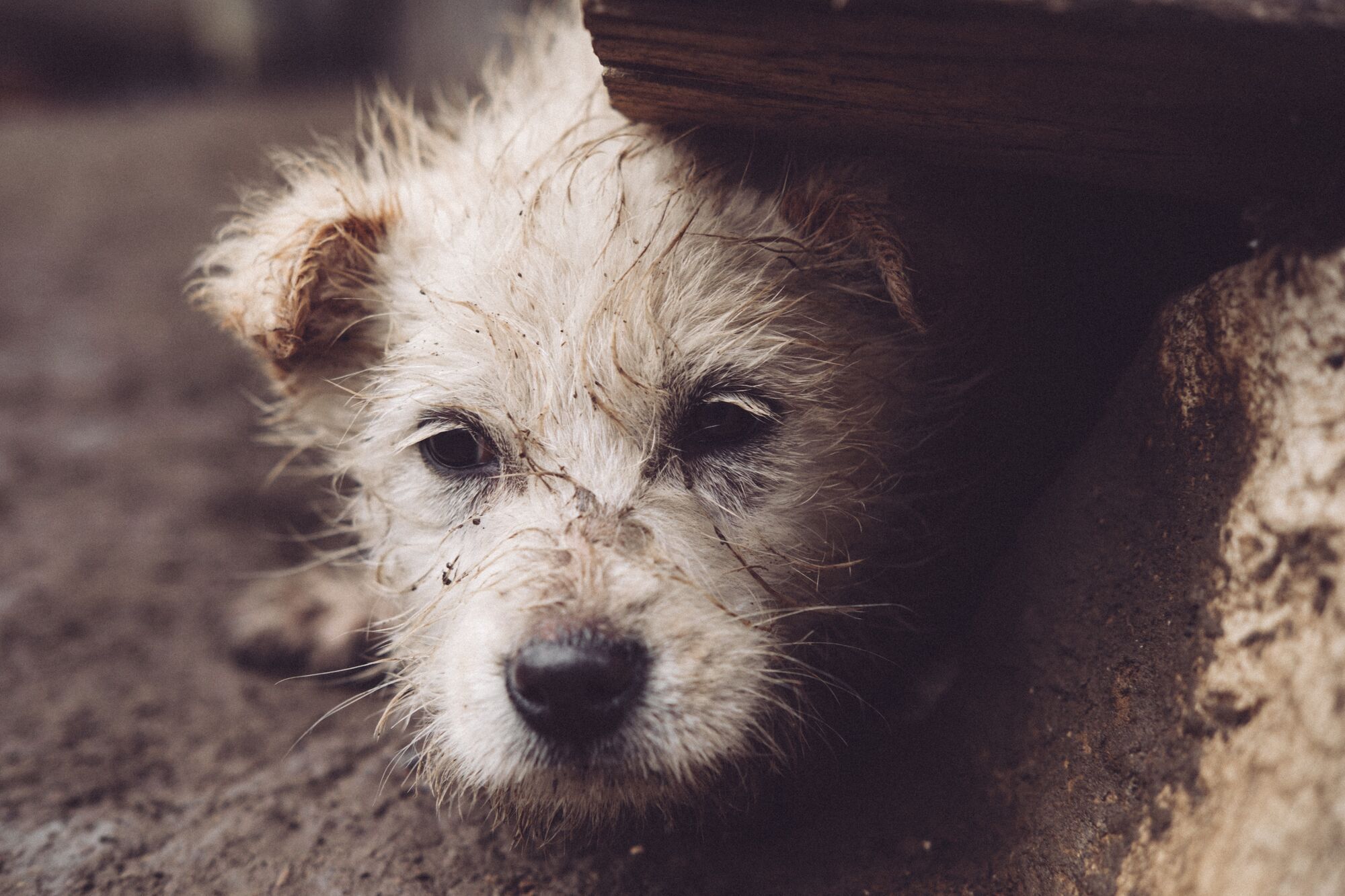 Why dogs like to roll in mud and feces: scientific explanation