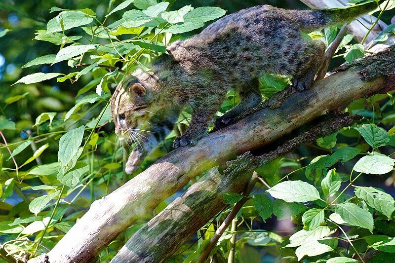 They quack like ducks and climb trees. Rare fishing cats caught on video in Bangladesh