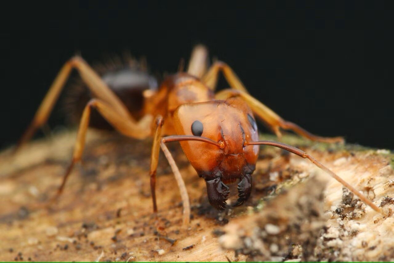 It looks like a scene from a Spielberg movie. Video of ants saving wounded relatives by ''amputation'' has appeared