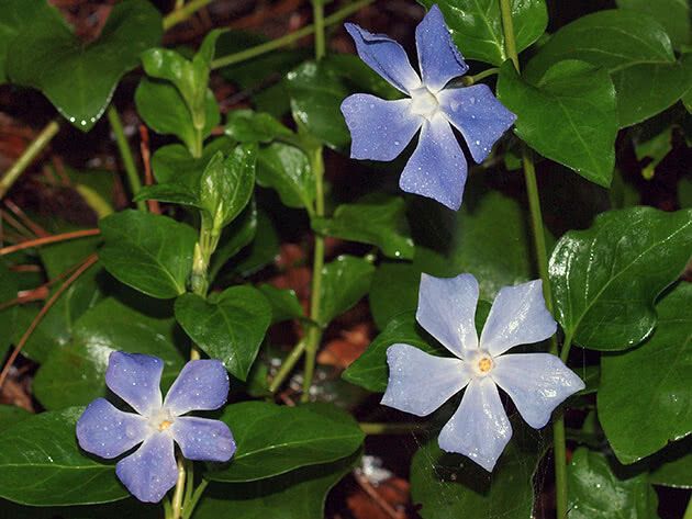 How to grow periwinkles at home: care tips