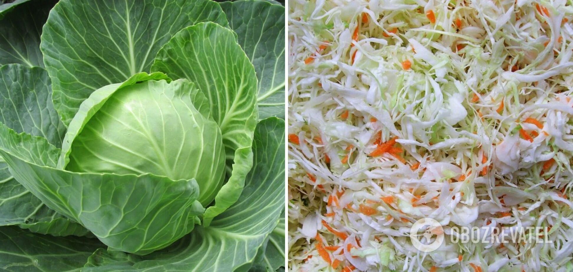 The process of souring cabbage