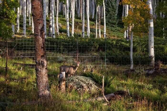 The largest organism on Earth is endangered: what Pando looks like and what scientists say. Photo.