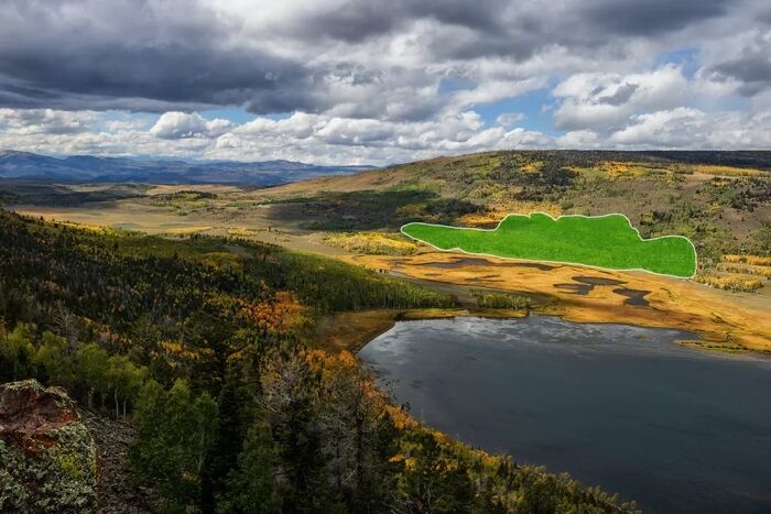 The largest organism on Earth is endangered: what Pando looks like and what scientists say. Photo.