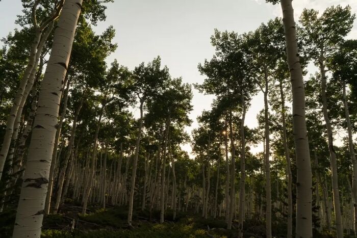 The largest organism on Earth is endangered: what Pando looks like and what scientists say. Photo.