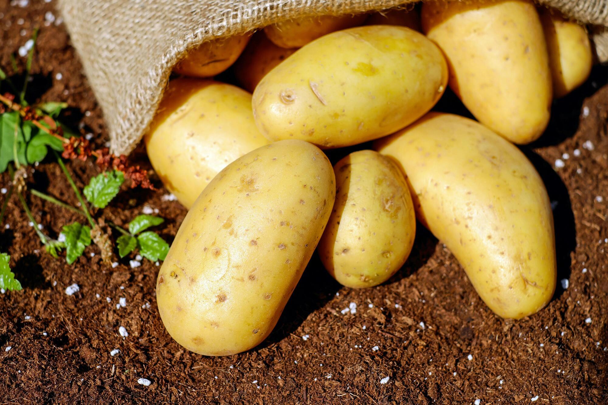 What vegetables should not be stored near potatoes: they will quickly spoil