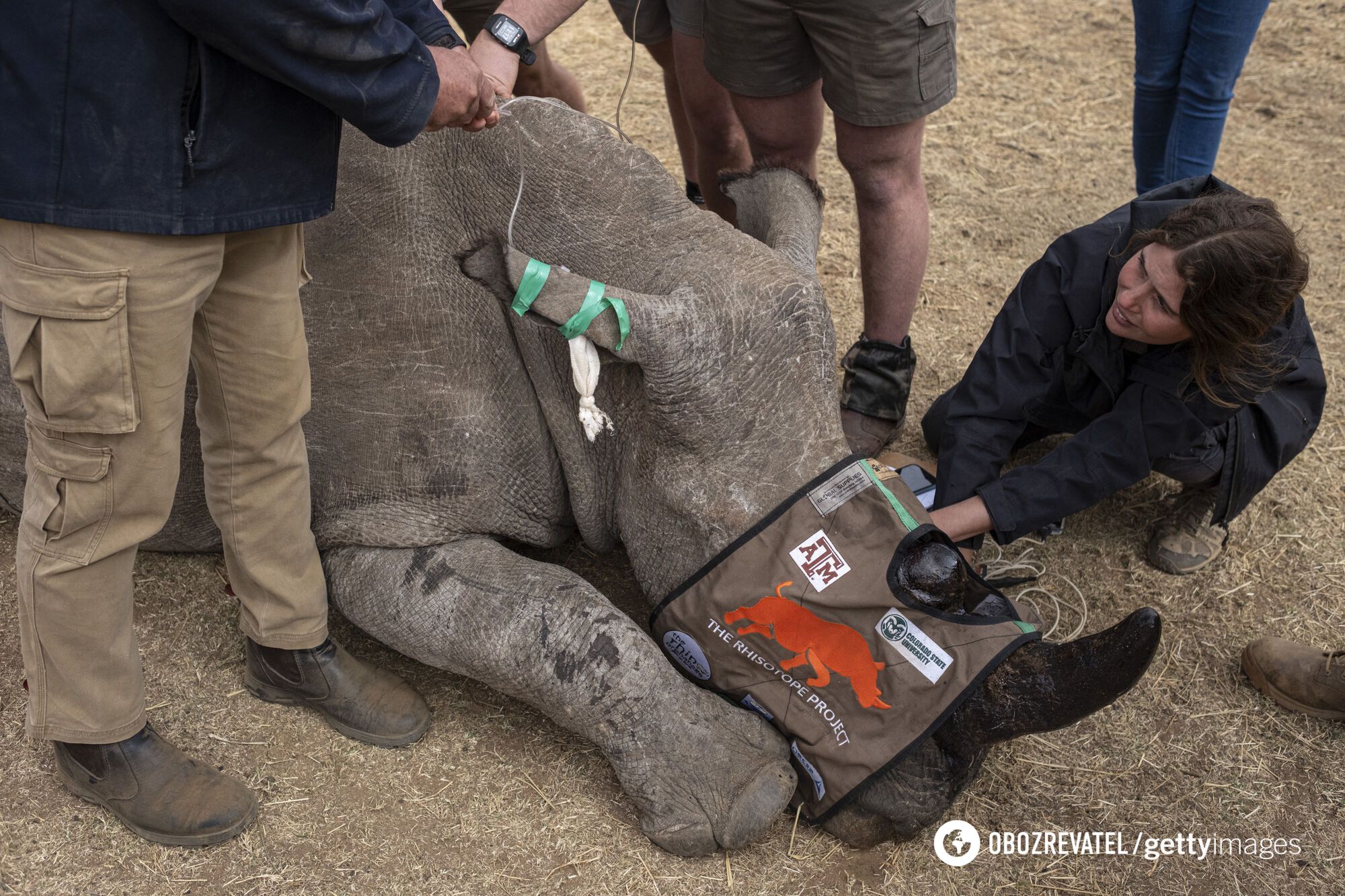 For the first time in the world. Scientists make rhino horns radioactive to fight poaching