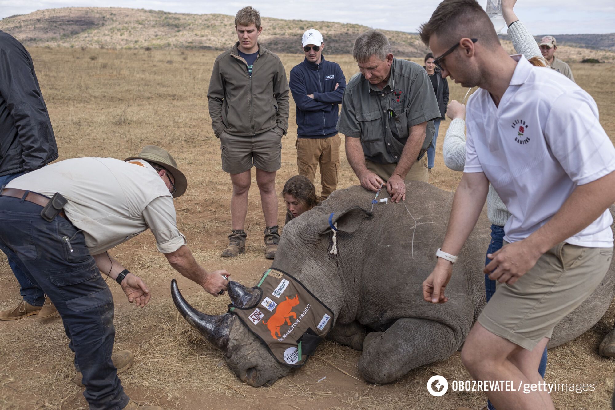 For the first time in the world. Scientists make rhino horns radioactive to fight poaching