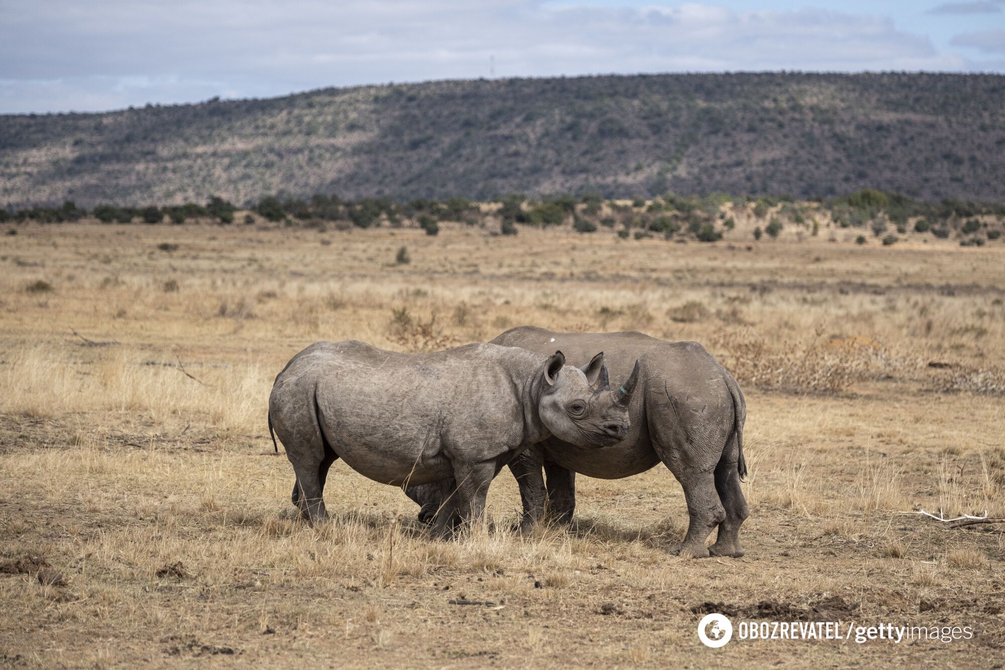 For the first time in the world. Scientists make rhino horns radioactive to fight poaching