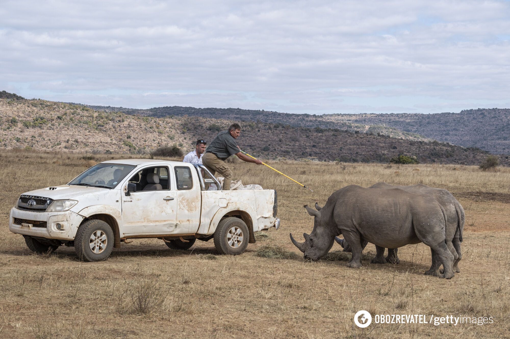 For the first time in the world. Scientists make rhino horns radioactive to fight poaching