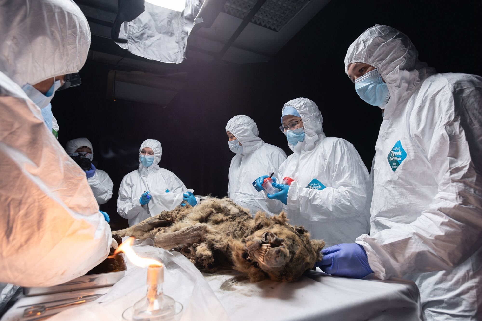 A 44,000-year-old mummified wolf was found in the permafrost of Siberia: its organs, fur, and teeth were miraculously preserved. Photo.