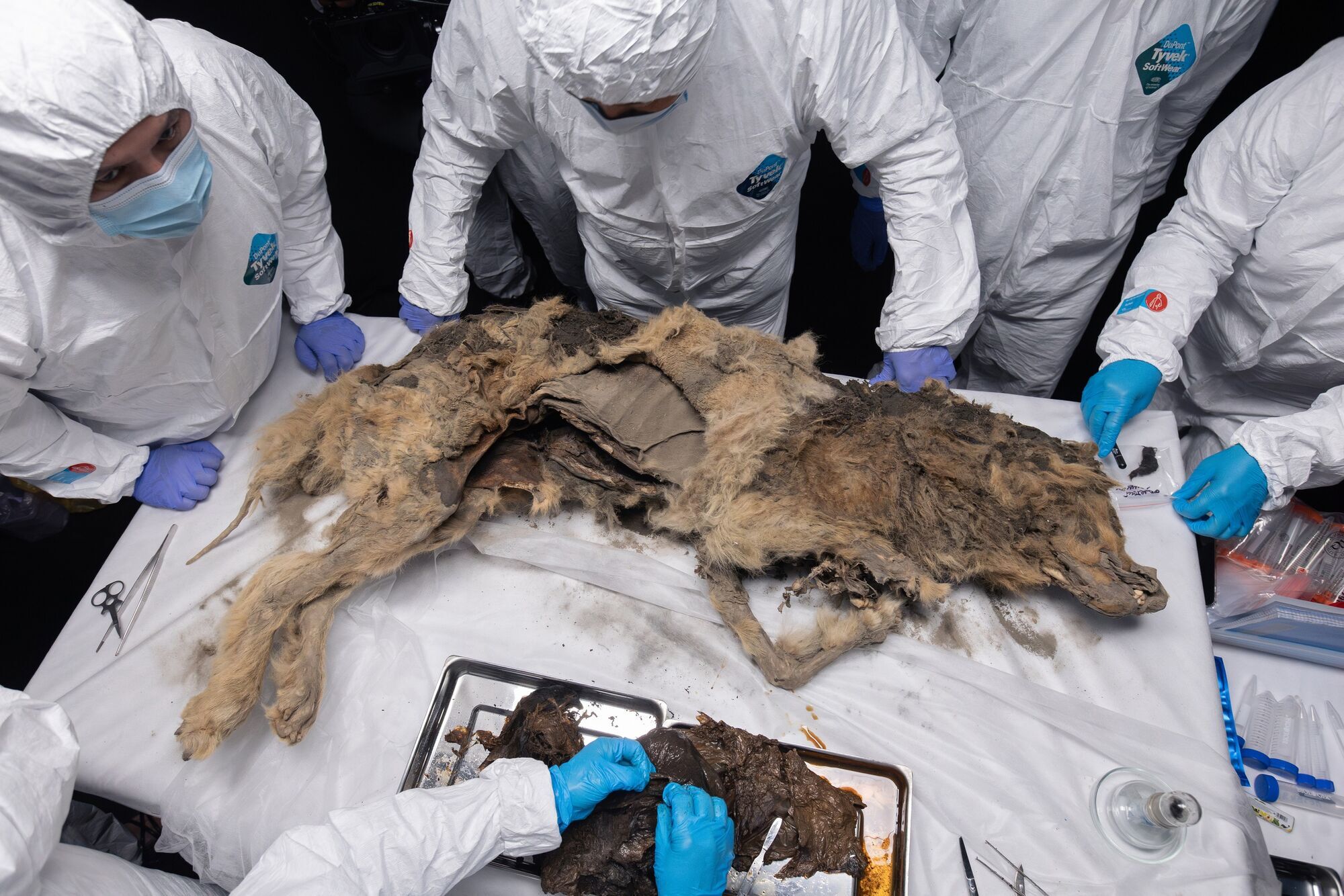 A 44,000-year-old mummified wolf was found in the permafrost of Siberia: its organs, fur, and teeth were miraculously preserved. Photo.