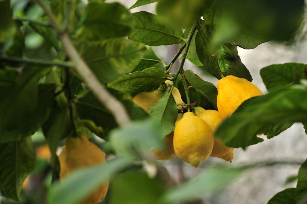 How to make lemon medicine, seasoning and tincture