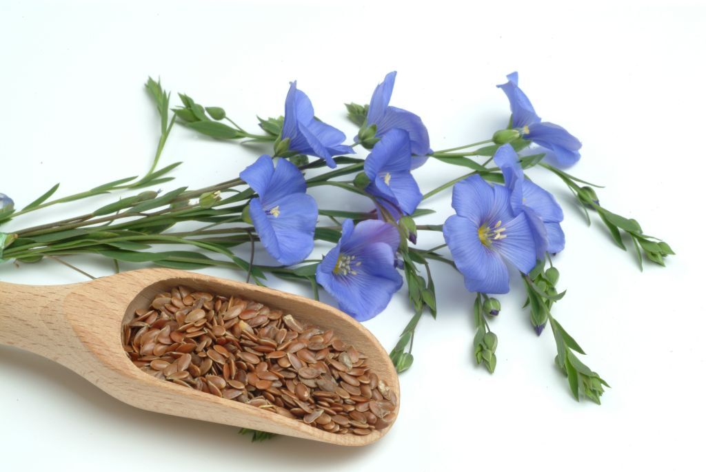 Flax seeds: why they should be in our diet