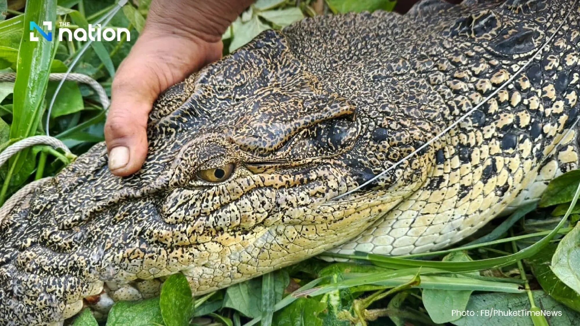 A crocodile 2.4 meters long was caught in a popular resort in Thailand. Photo