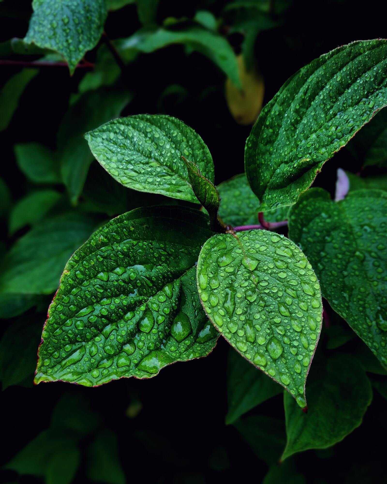 Fresh mint.