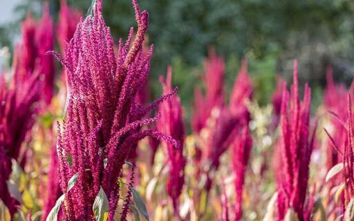 Amaranth: the superfood you must add to your diet