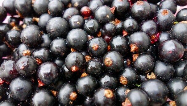 Fresh currant.