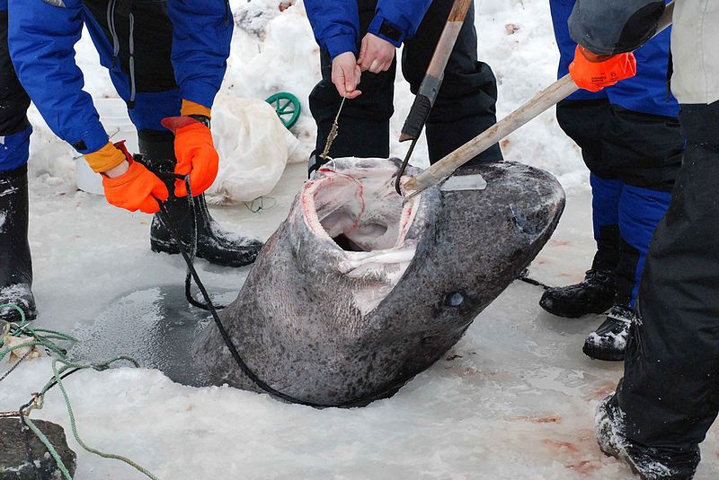 Scientists have finally uncovered the secret of why Greenland sharks live as long as 500 years