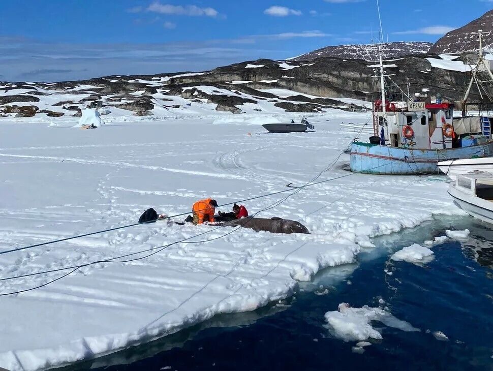 Scientists have finally uncovered the secret of why Greenland sharks live as long as 500 years