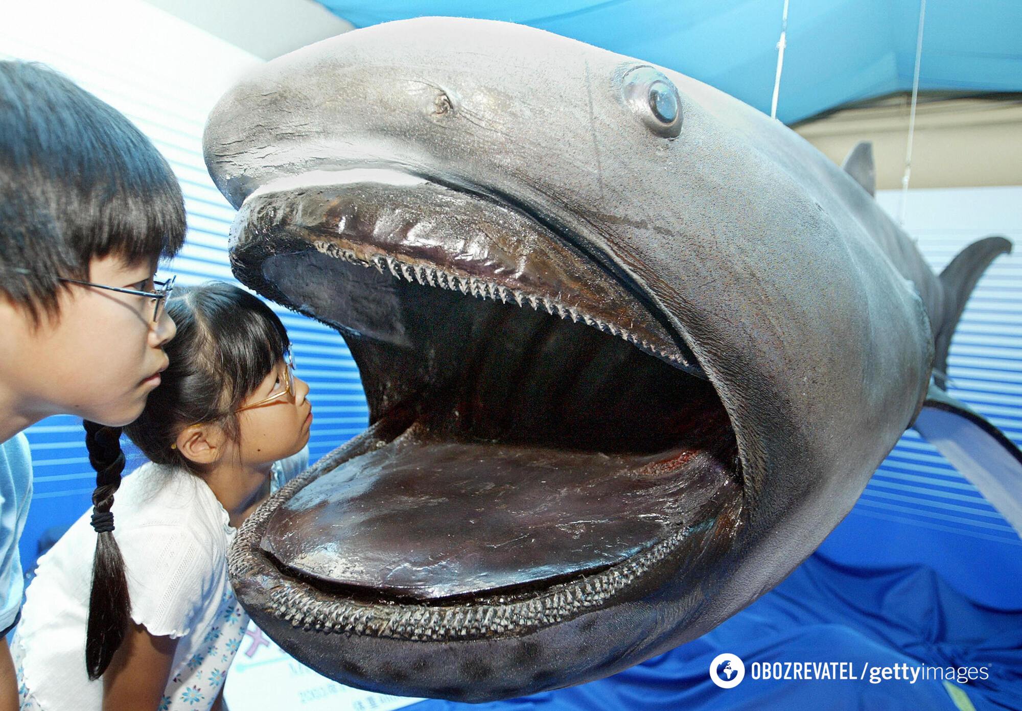 Scientists have finally uncovered the secret of why Greenland sharks live as long as 500 years