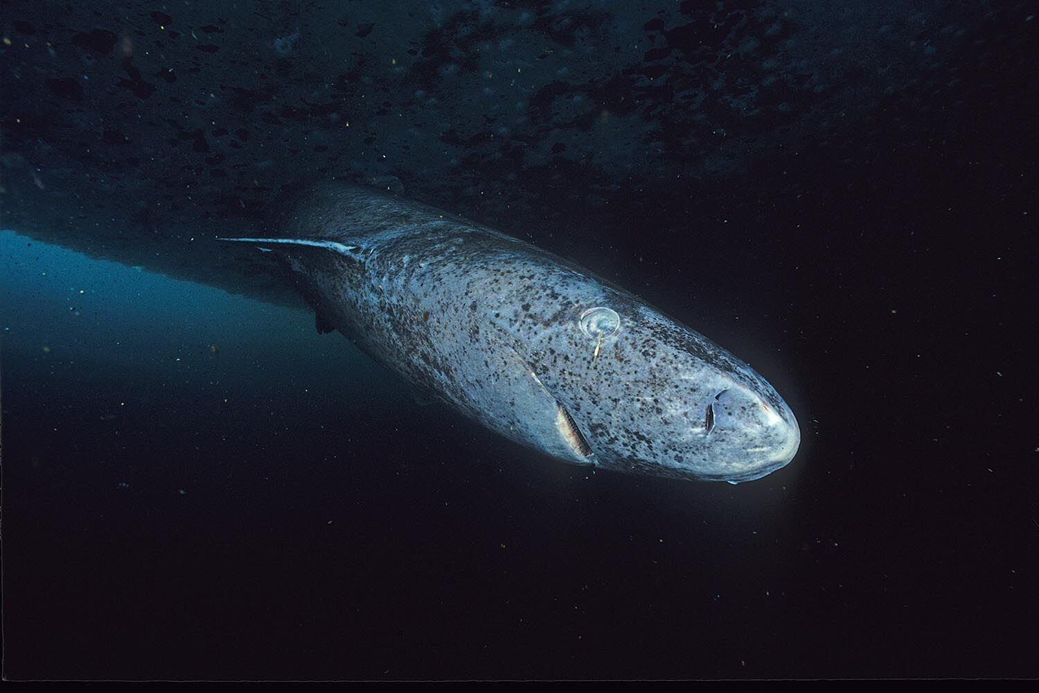 Scientists have finally uncovered the secret of why Greenland sharks live as long as 500 years