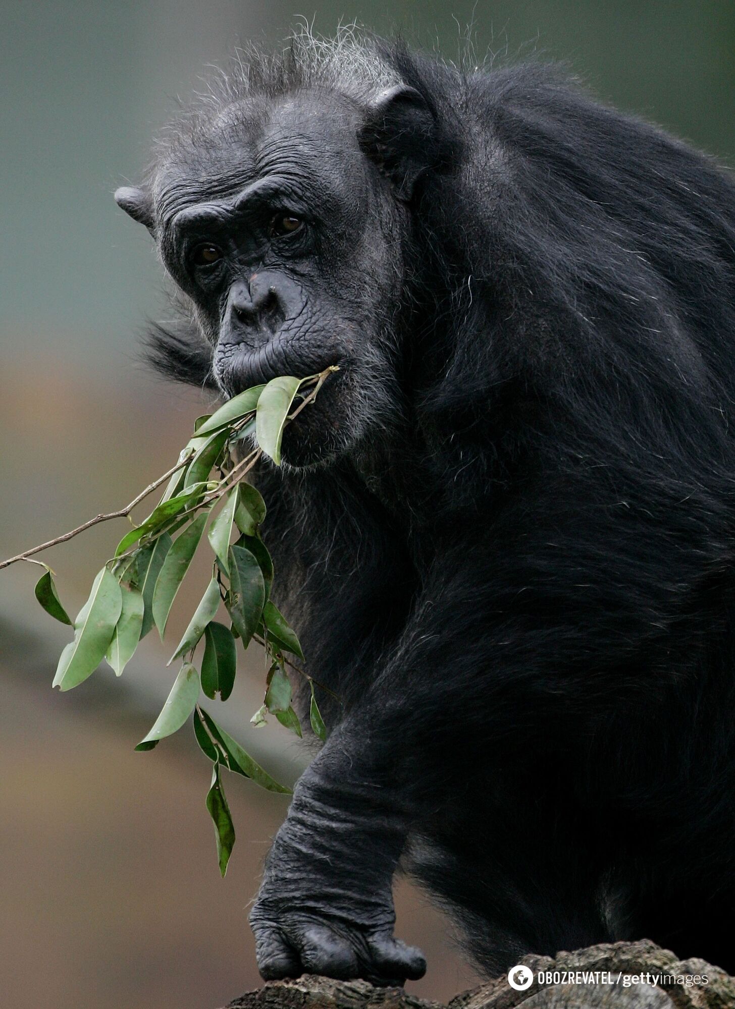 They even ''select'' antibiotics. Scientists have found that chimpanzees treat themselves with medicinal plants