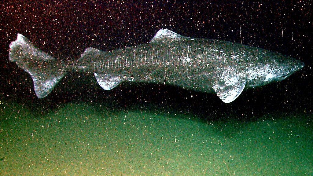 Scientists have finally uncovered the secret of why Greenland sharks live as long as 500 years