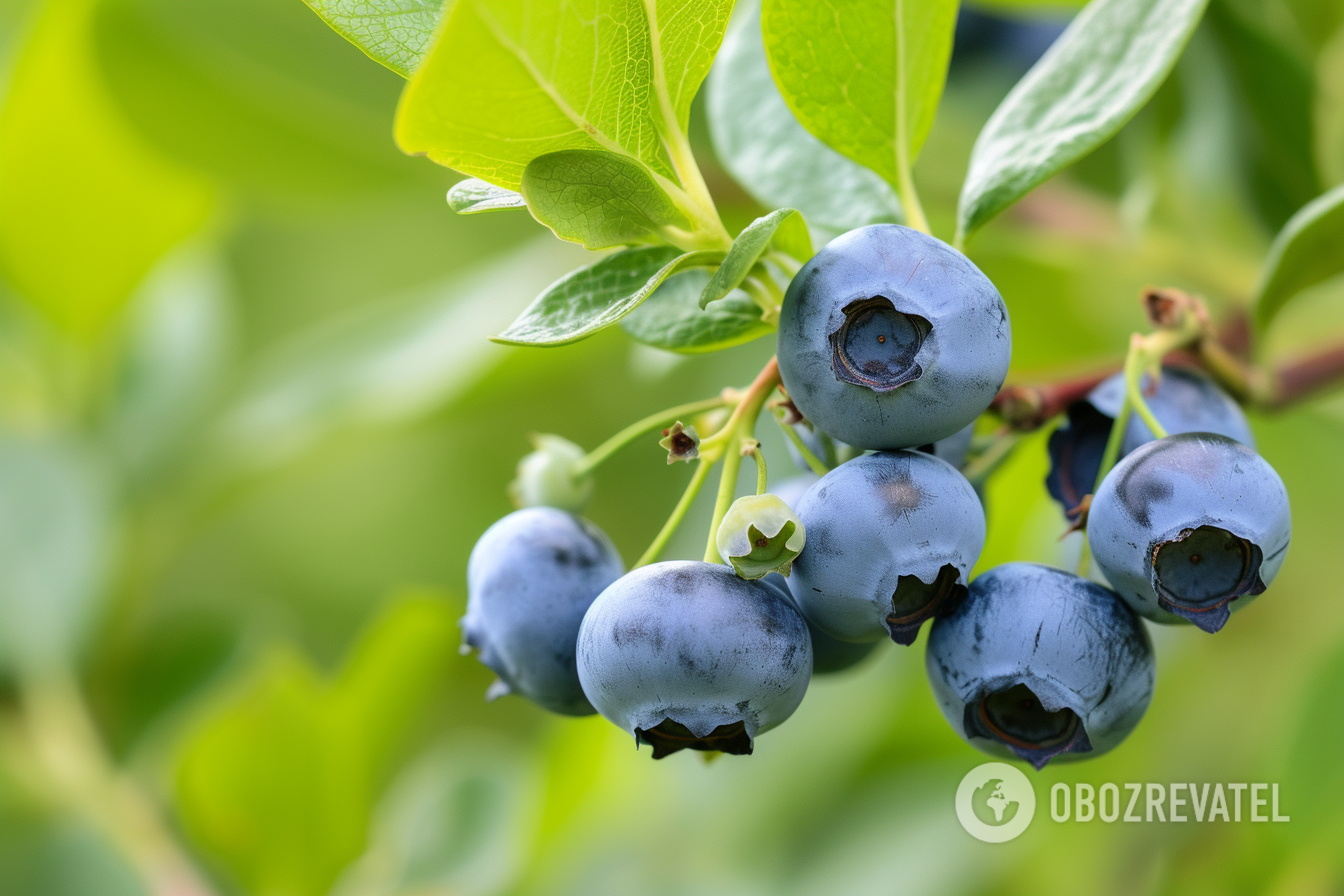 How to grow blueberries at home: where to plant and how to prepare the soil