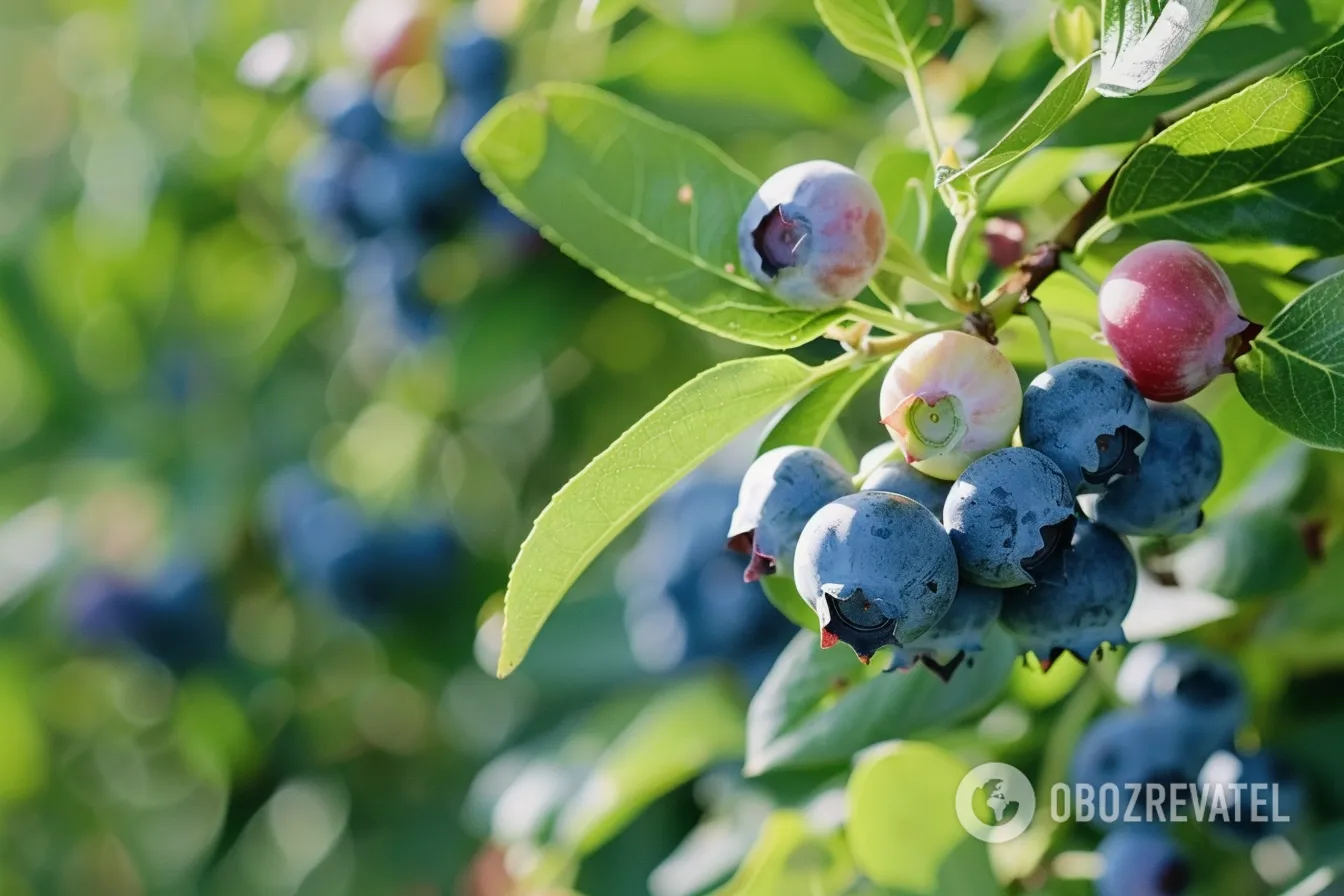 How to grow blueberries at home: where to plant and how to prepare the soil