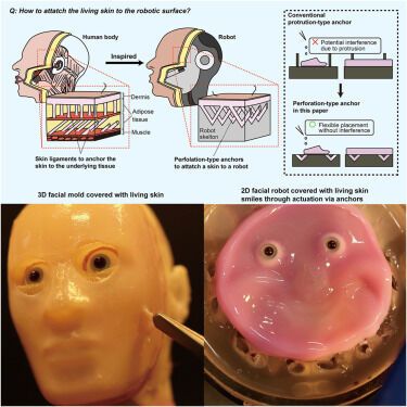 As in the movie ''Alien'': Japanese scientists have created a robot with human skin. Impressive photos and videos